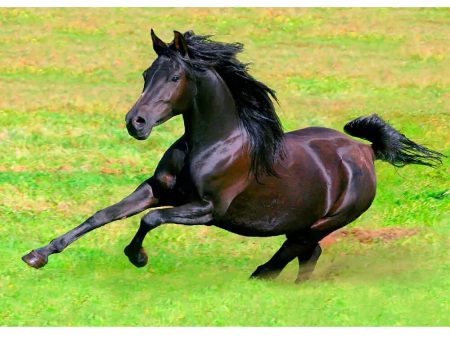 Arabian Horse Galloping - 3D Lenticular Postcard Greeting Card - NEW Sale