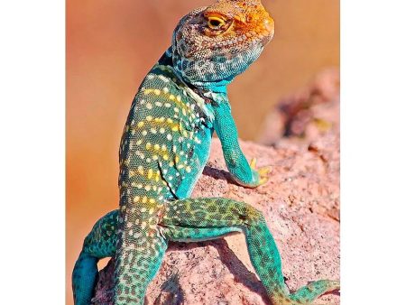 COLLARED LIZARD - 3D Magnet for Refrigerator, Whiteboard, Locker Cheap