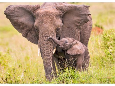 African Elephant and calf - 3D Lenticular Postcard Greeting Cardd - NEW Cheap