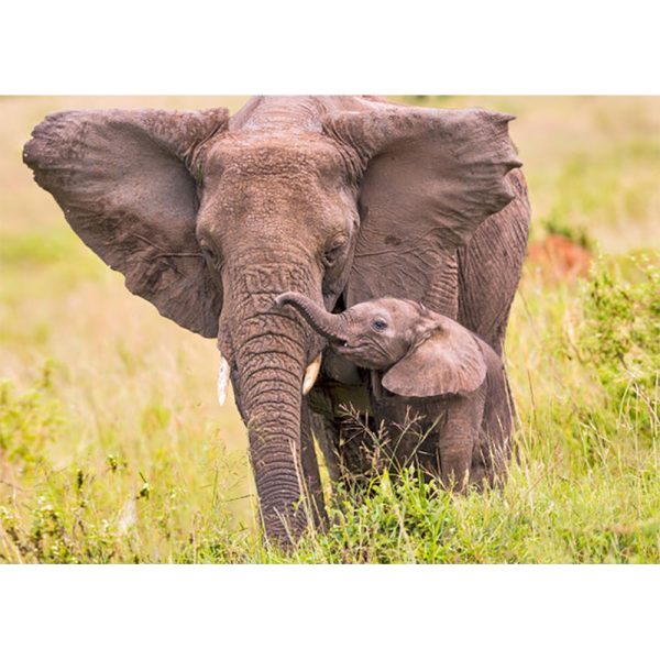 African Elephant and calf - 3D Lenticular Postcard Greeting Cardd - NEW Cheap