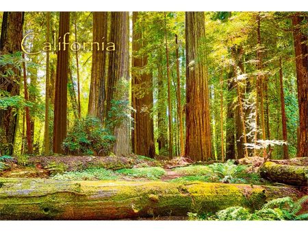 REDWOOD NATIONAL PARK - 3D Magnet for Refrigerators, Whiteboards, and Lockers - NEW For Cheap