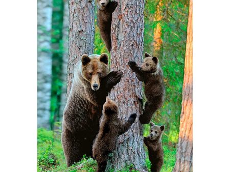 GRIZZLY BEAR FAMILY - 3D Magnet for Refrigerator, Whiteboard, Locker Supply