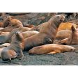 STELLER SEA LION - 3D Magnet for Refrigerators, Whiteboards, and Lockers - NEW Online