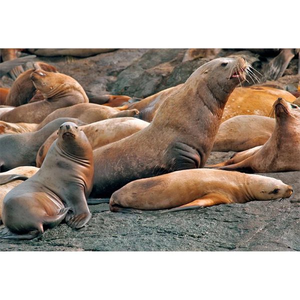 STELLER SEA LION - 3D Magnet for Refrigerators, Whiteboards, and Lockers - NEW Online