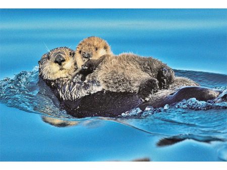 SEA OTTER AND PUP - 3D Magnet for Refrigerators, Whiteboards, and Lockers - NEW For Cheap