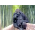 GORILLA - 3D Lenticular Postcard Greeting Card - NEW Online Sale