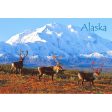 CARIBOU - ALASKA - 3D Magnet for Refrigerator, Whiteboard, Locker Supply