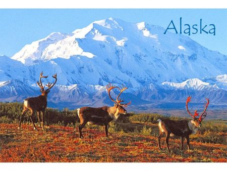 CARIBOU - ALASKA - 3D Magnet for Refrigerator, Whiteboard, Locker Supply