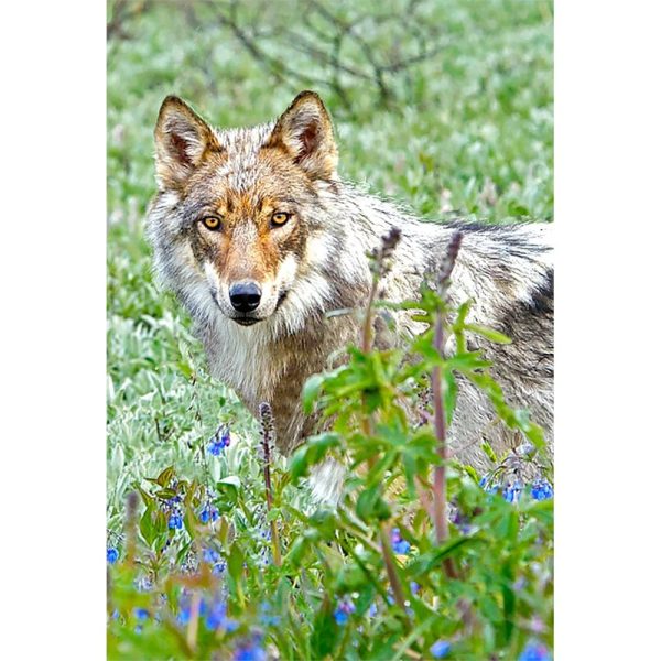 WOLF & FLOWERS - 3D Magnet for Refrigerators, Whiteboards, and Lockers - NEW on Sale