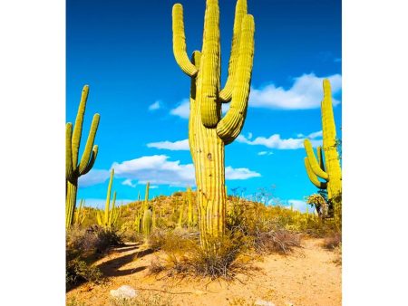 SAGUARO CACTUS - 3D Magnet for Refrigerators, Whiteboards, and Lockers - NEW Hot on Sale