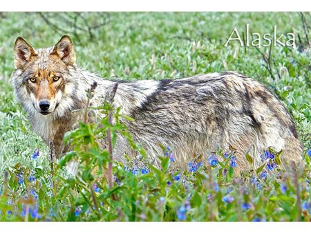 WOLF AND FLOWERS - ALASKA - 3D Magnet for Refrigerators, Whiteboards, and Lockers - NEW Supply