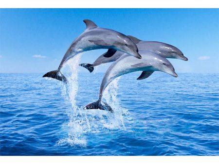 DOLPHINS JUMPING - 3D Magnet for Refrigerator, Whiteboard, Locker Hot on Sale