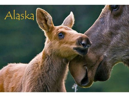 MOOSE AND CALF - ALASKA - 3D Magnet for Refrigerators, Whiteboards, and Lockers - NEW Online Sale