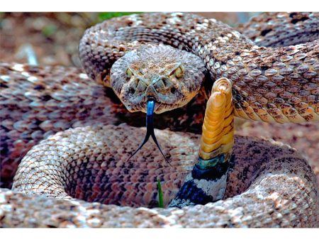 WESTERN RATTLESNAKE - 3D Magnet for Refrigerators, Whiteboards, and Lockers - NEW Fashion