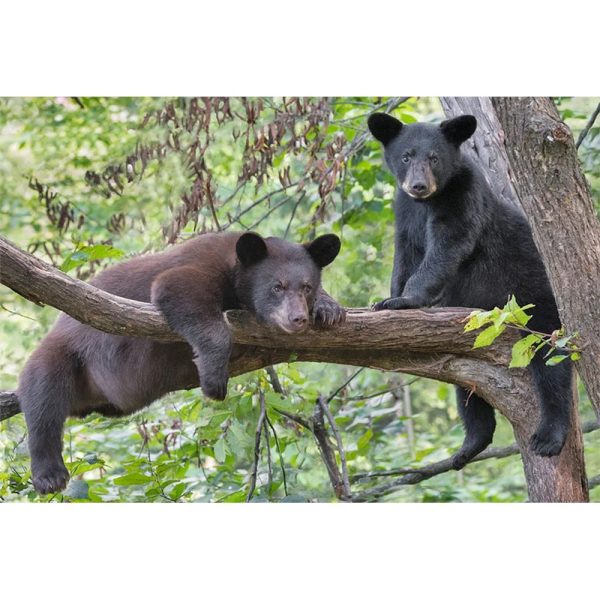 BLACK BEARS IN TREE - 3D Magnet for Refrigerator, Whiteboard, Locker Sale