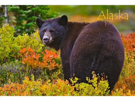 BLACK BEAR - 3D Magnet for Refrigerator, Whiteboard, Locker Sale