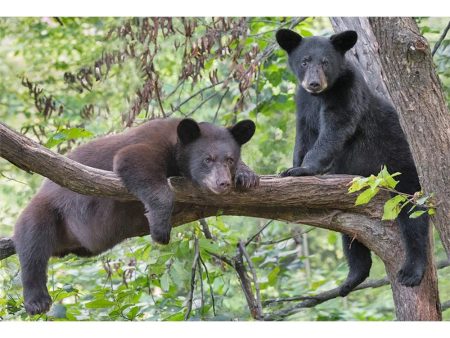 BLACK BEARS IN TREE - 3D Magnet for Refrigerator, Whiteboard, Locker Sale