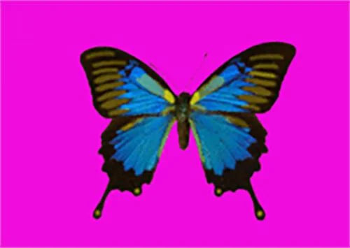 Animated Butterfly - Postcard Motion Lenticular Greeting Card - NEW For Sale